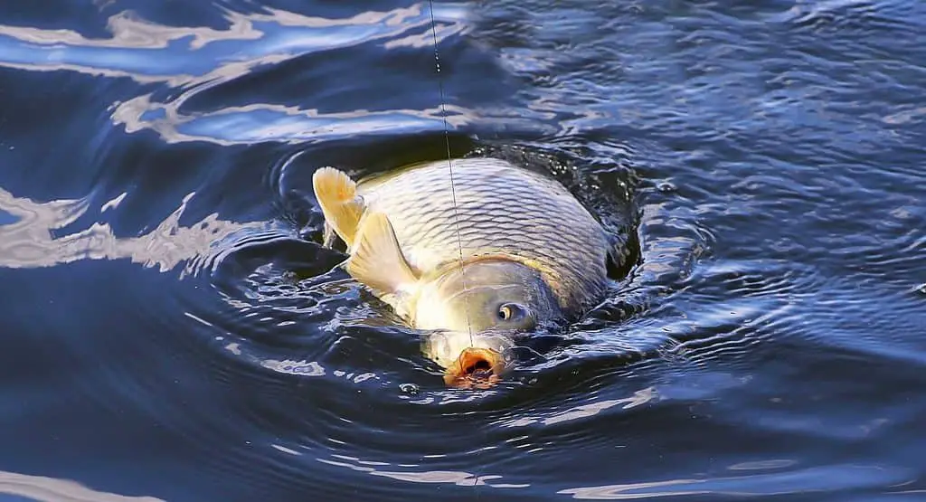 Carp with line away from body 1