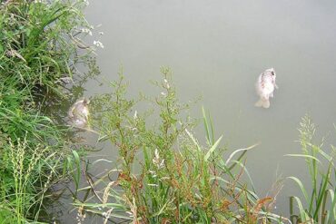 what is KHV Fish Disease
