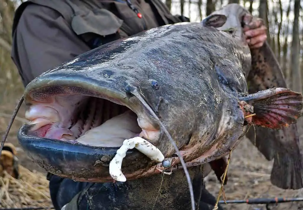 Catfish caught by Denis