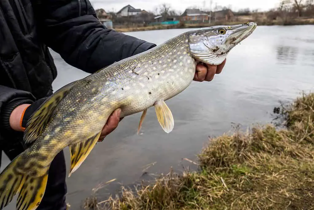 Pike Caught on a Lure