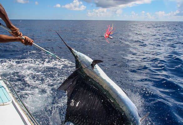 Black marlin are farily elusive, and the Seychelles offers a great chance to catch one!