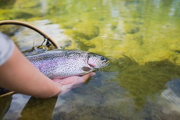 Learning what catch and release fishing means
