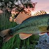 Bass are the most popular fish in the US