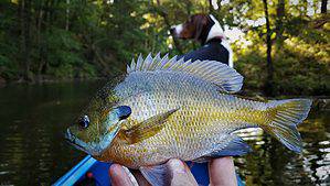 Bluegill