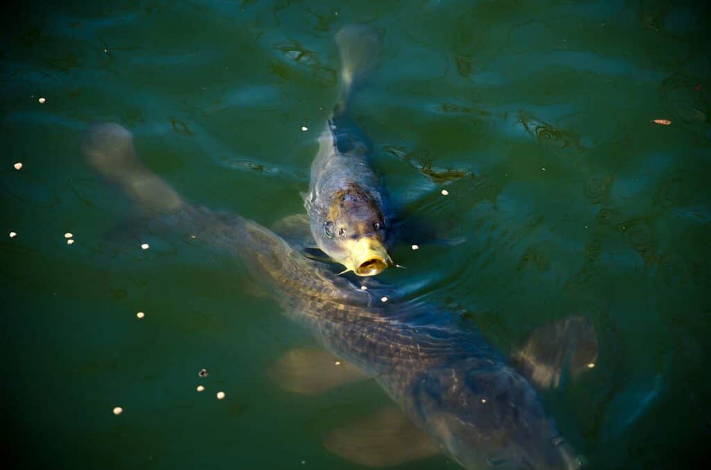 Carp on surface