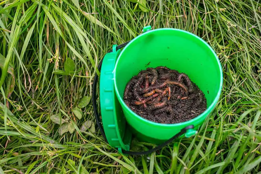 Collecting Worms