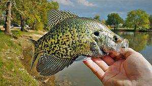 Crappie