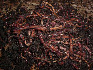 Redworms