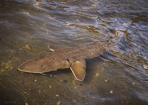 Shovelnose Sturgeon