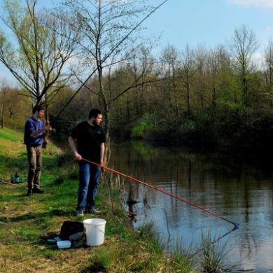 Landing a carp using the bolognese fishing method