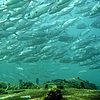 Huge shoals of tuna fish gather around dive sites