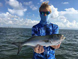 bluefish