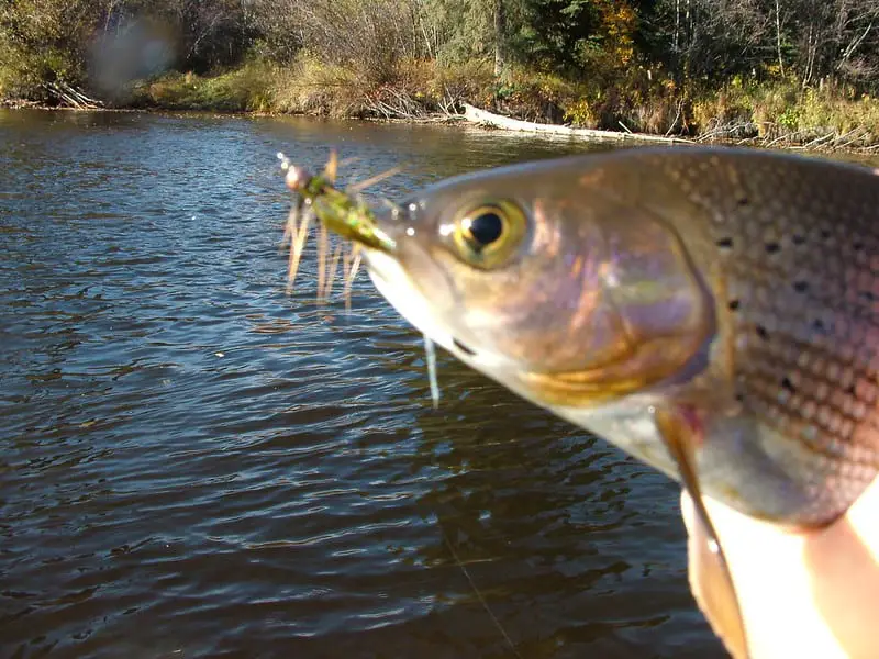 Grayling caught by a woolly bugger