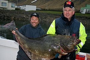 Iceland Halibut