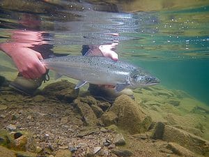Norway Salmon