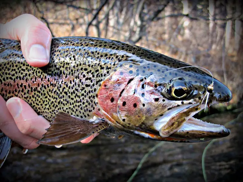 Prince Nymph caught trout