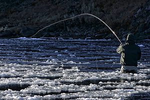 salmon fishing iceland