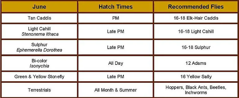 fly-hatch-charts-how-best-to-read-them-when-going-fly-fishing