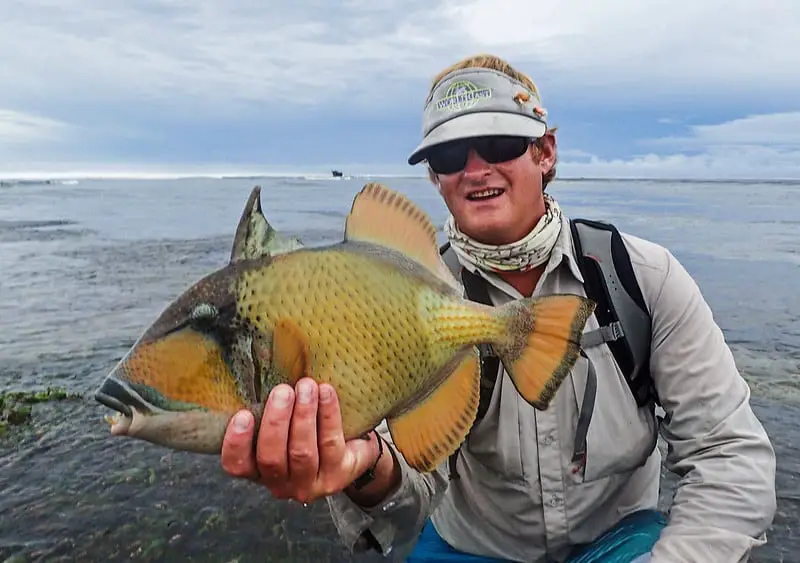 Seychelles Triggerfish caught on the fly