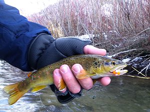 trout caught using orange bead