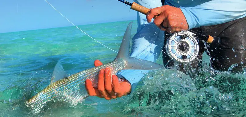 Bonefish on fly line