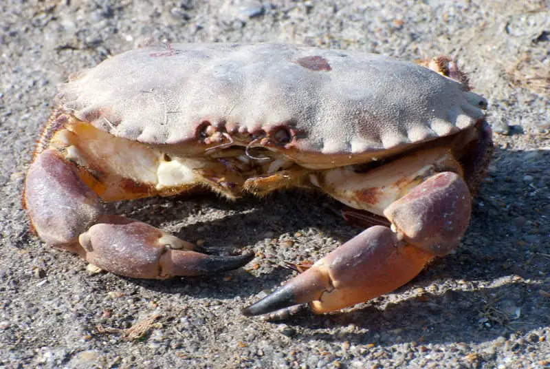 Brown Edible crab for making cart