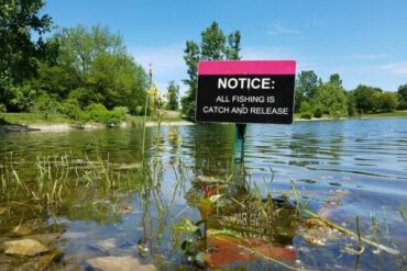 What percentage of fish die using catch and release methods