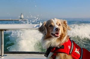 Fishing with a dog using PFD