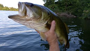 Good size Largemouth bass