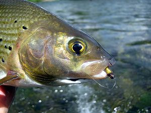 Grayling caddis