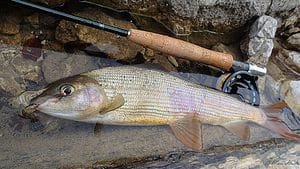 Grayling nymph