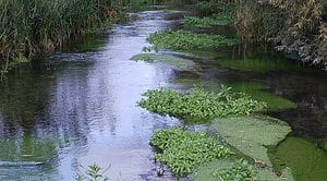 Hampshire chalk stream