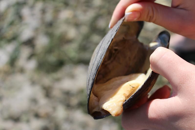 Mussels fishing bait