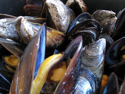 Mussels for fishing bait