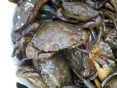 Peeler crab