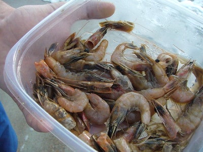 Shrimp for fishing bait