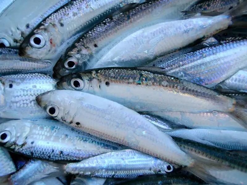 sardines fishing bait