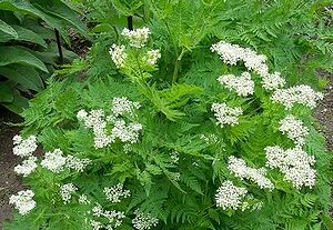 Anise plant