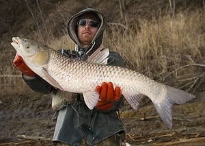 Big Grass carp