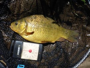 Crucian carp