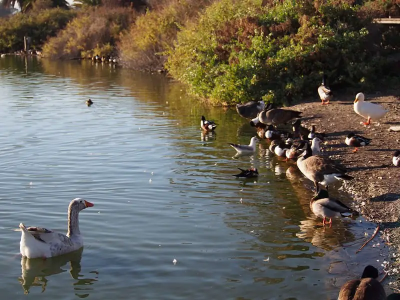 Ducks and geese