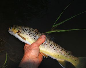 hEADLAMP LIGHT TROUT