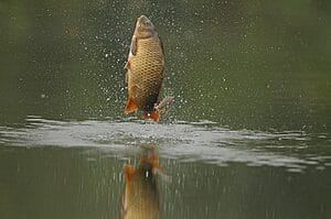 jumping common carp