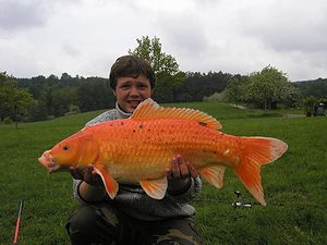 koi carp