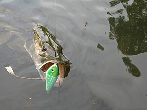 Pike caught on a jerkbait
