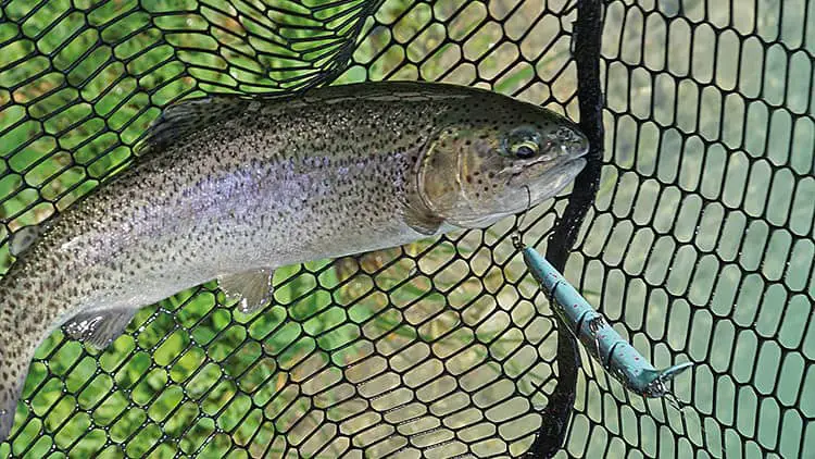 Trout caught using a jerkbait