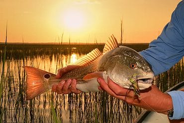 11 best flies for catching predator fish