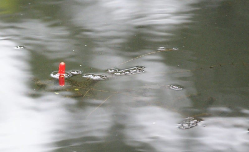 fishing float top