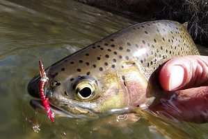 Euro Nymphing for Trout Using San Juan Worm
