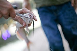 Removing a hook from a catfish using Fishing pliers